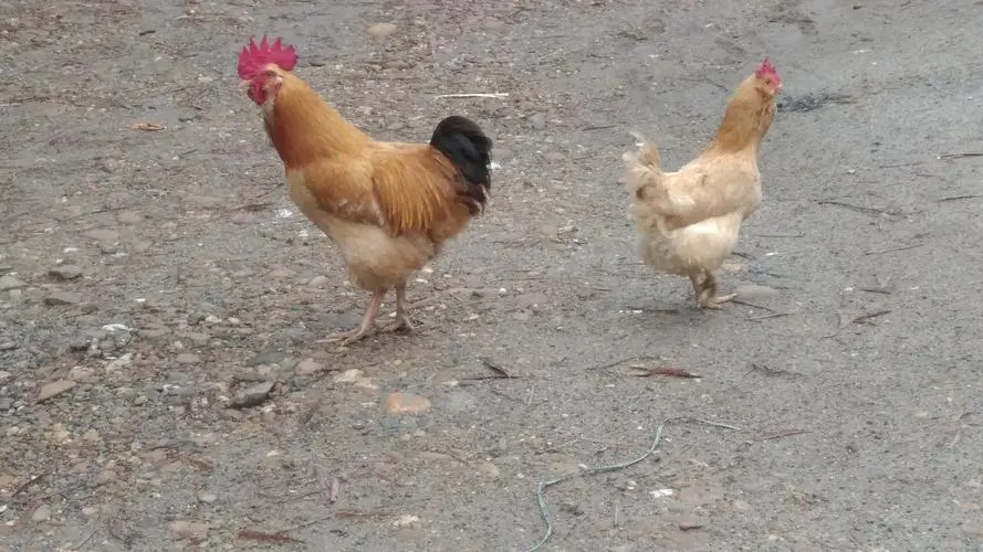 張掖蔬菜配送電話號碼