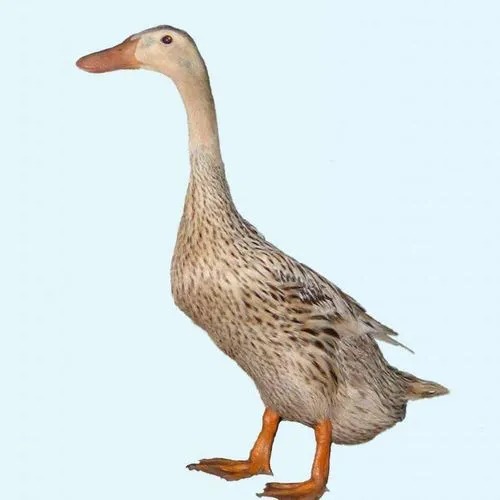 嘉定區(qū)新鮮蔬菜配送供應(yīng)