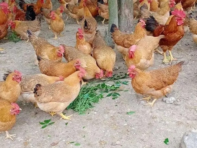 曲靖有配送超市蔬菜的嗎